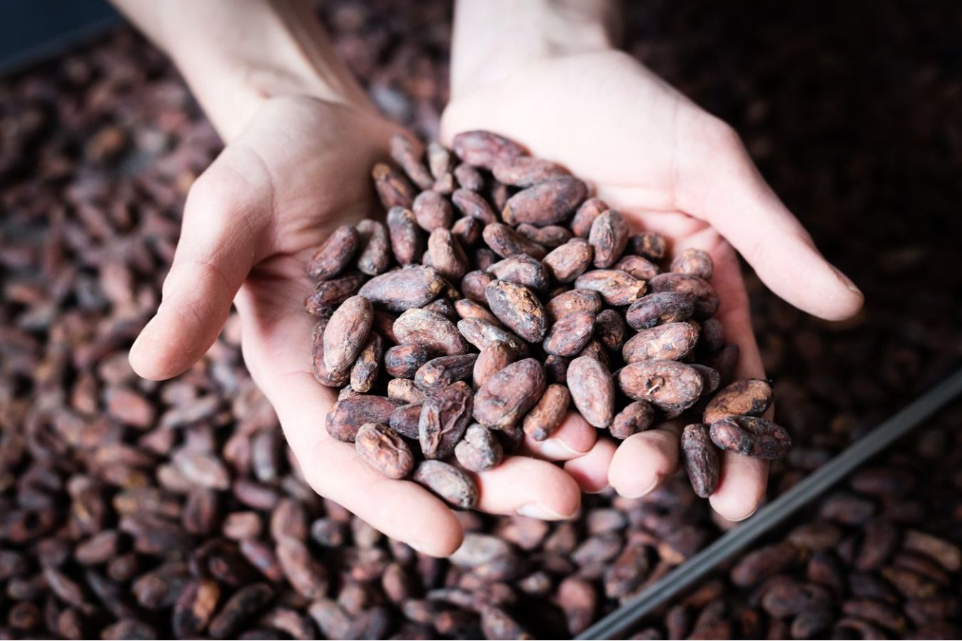 Bean to Bar čokoláda: Zdravější volba, než si myslíte