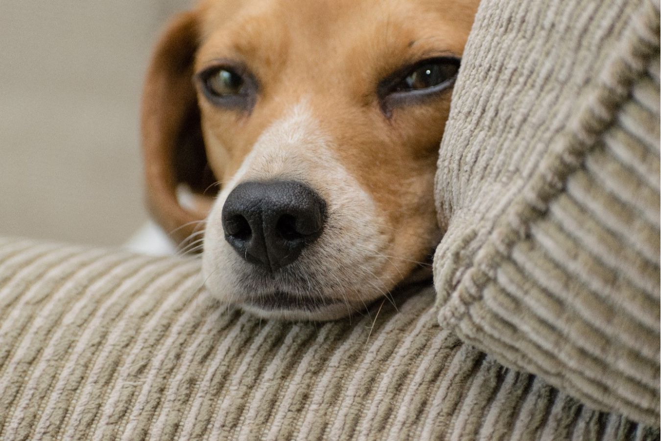 Dopřejte svému psímu miláčkovi pohodlí v pelíšcích od MORAVIA COMFORT