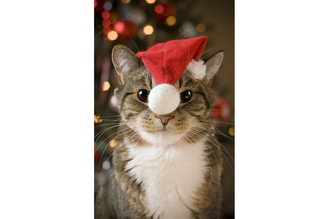 Šťastné a veselé svátky pro vaše mazlíčky