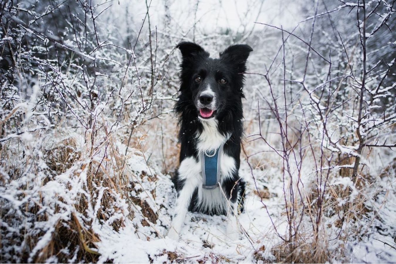 Minus patnáct a žádná výmluva. Pejskaři bojují s mrazem, psi s bolestí tlapek
