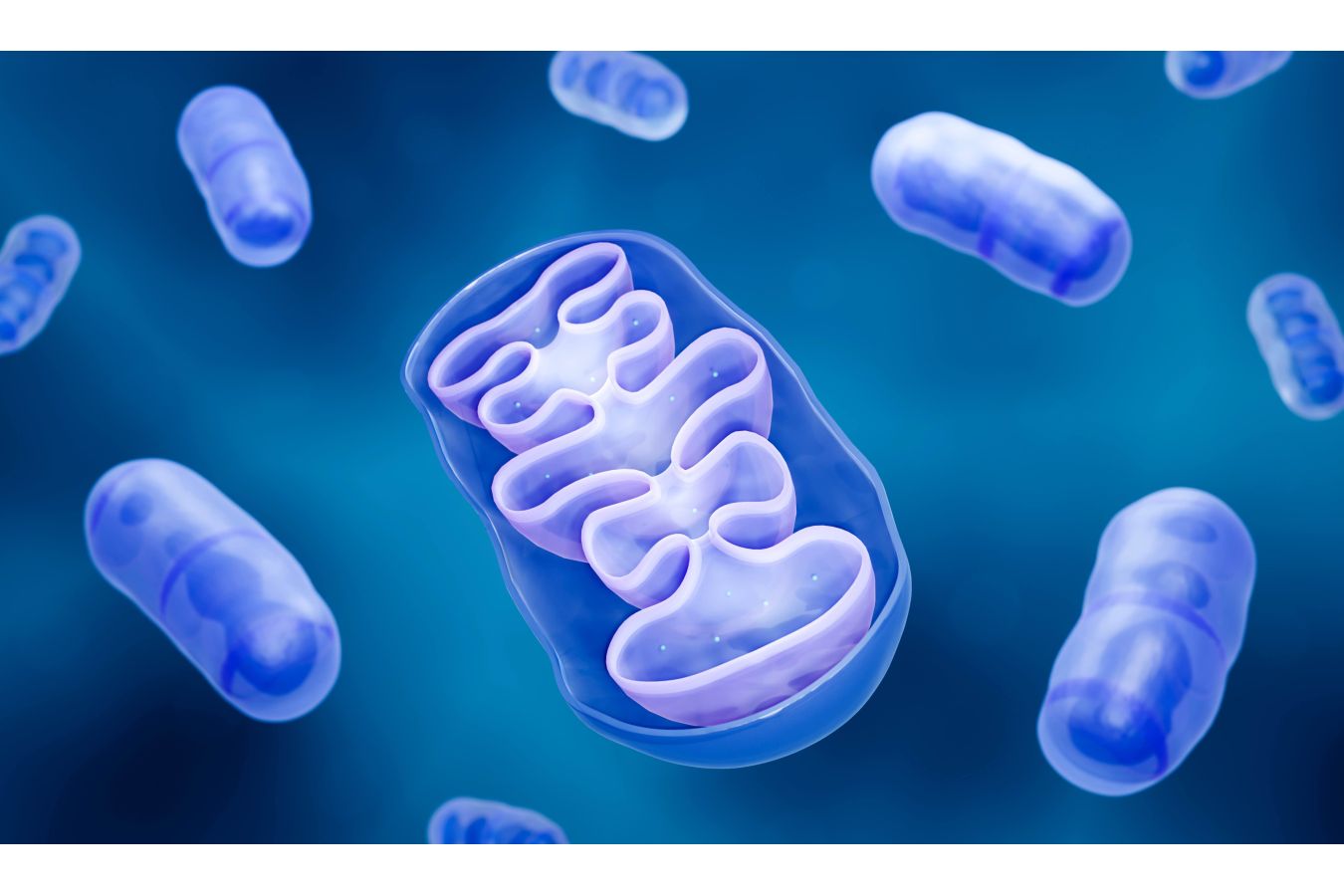 Mitochondrie a únava: Co ovlivňuje naši buněčnou energii?
