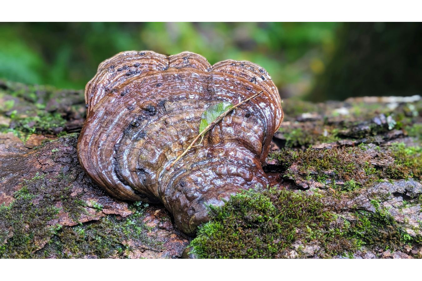 Kdy má reishi smysl? Praktický průvodce dávkováním a bezpečným užíváním