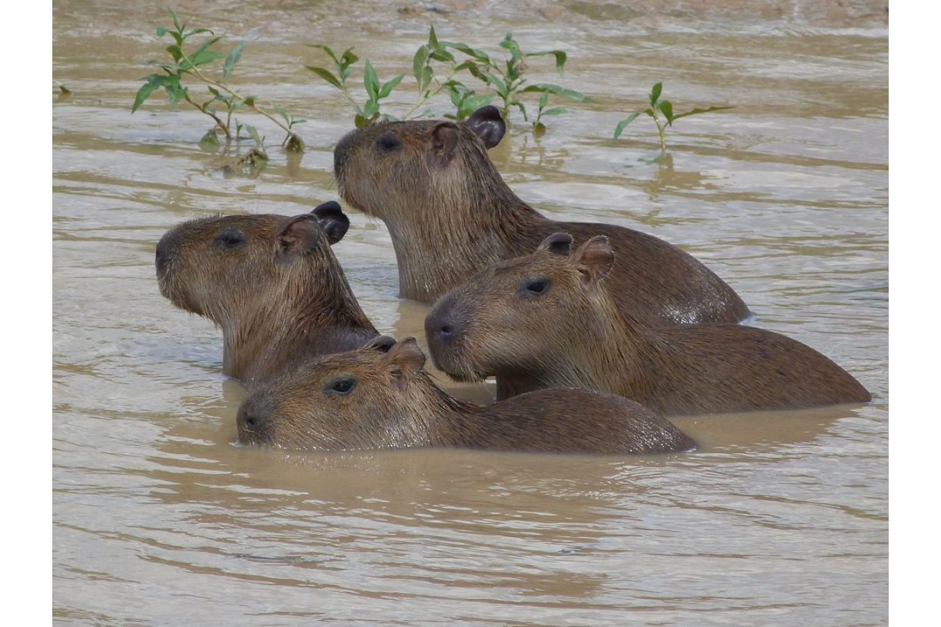 Tři jízdenky do Dobrodružství je vtipný a laskavý bestseller Geralda Durrella