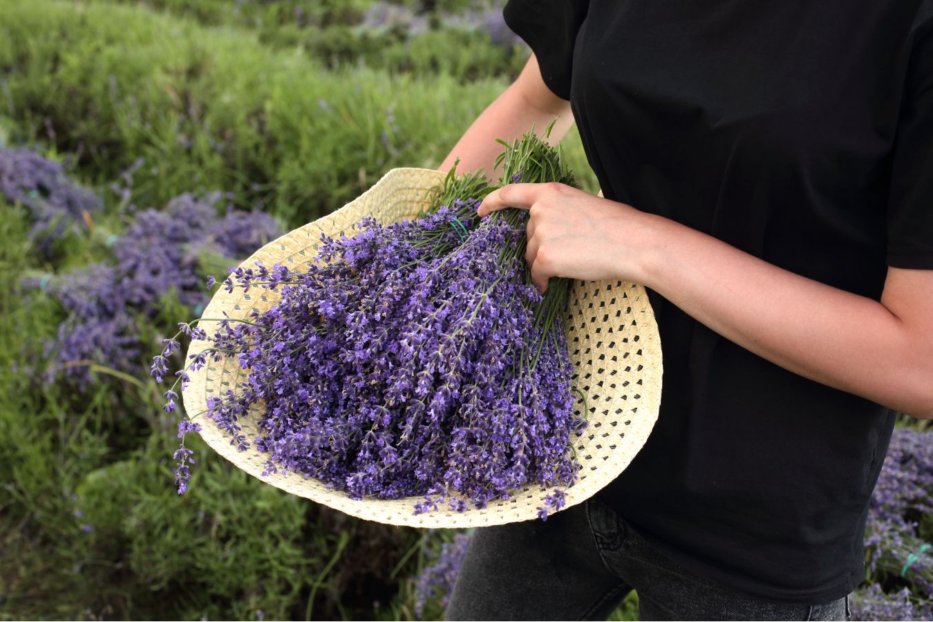 Nevíte kam o víkendu? Vydejte se do Levandulového údolí.